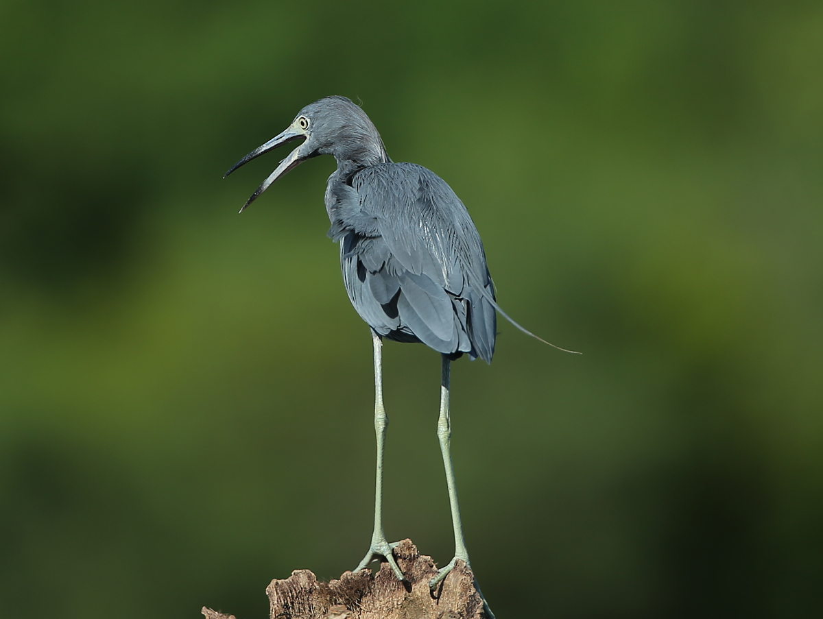  Little Blue Heron