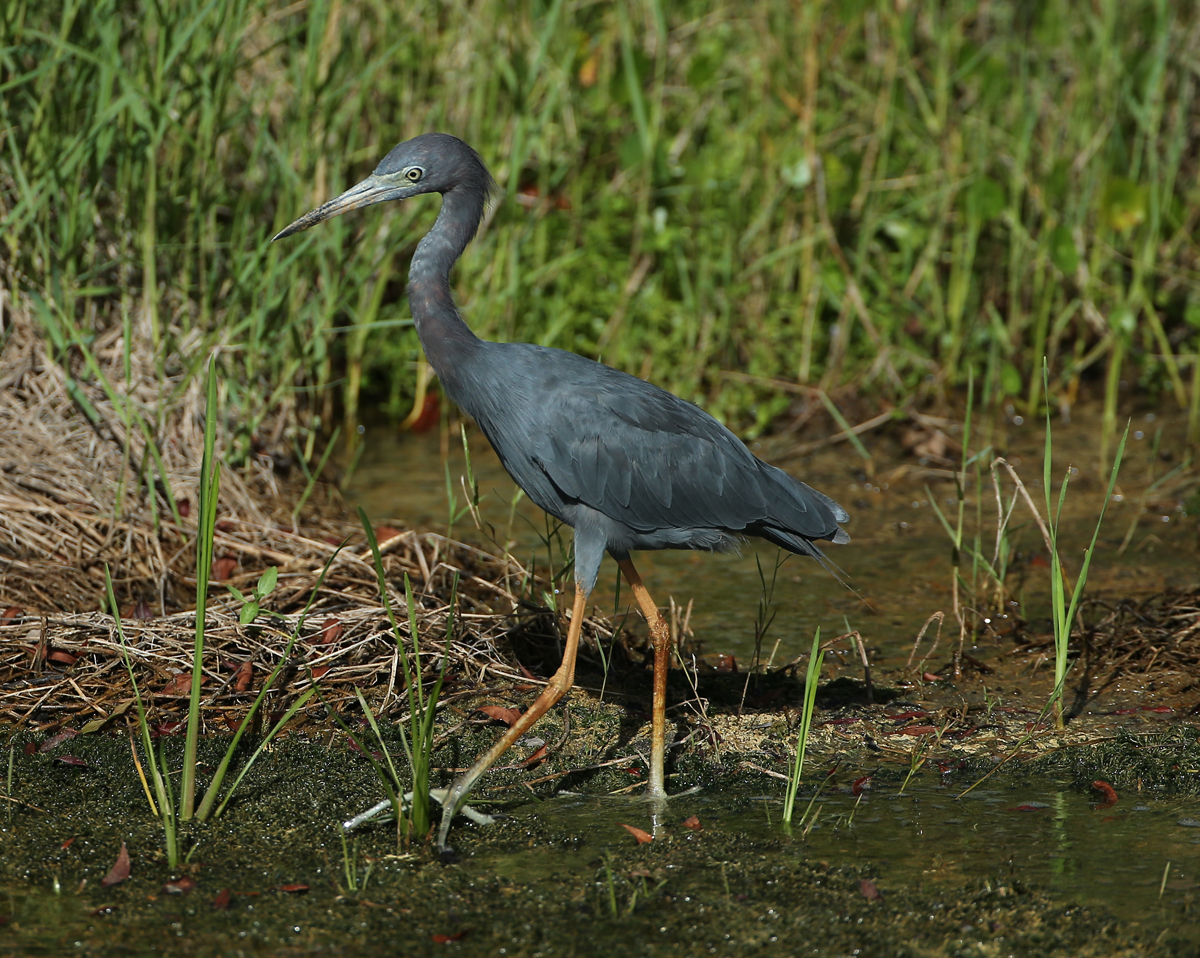  Little Blue Heron