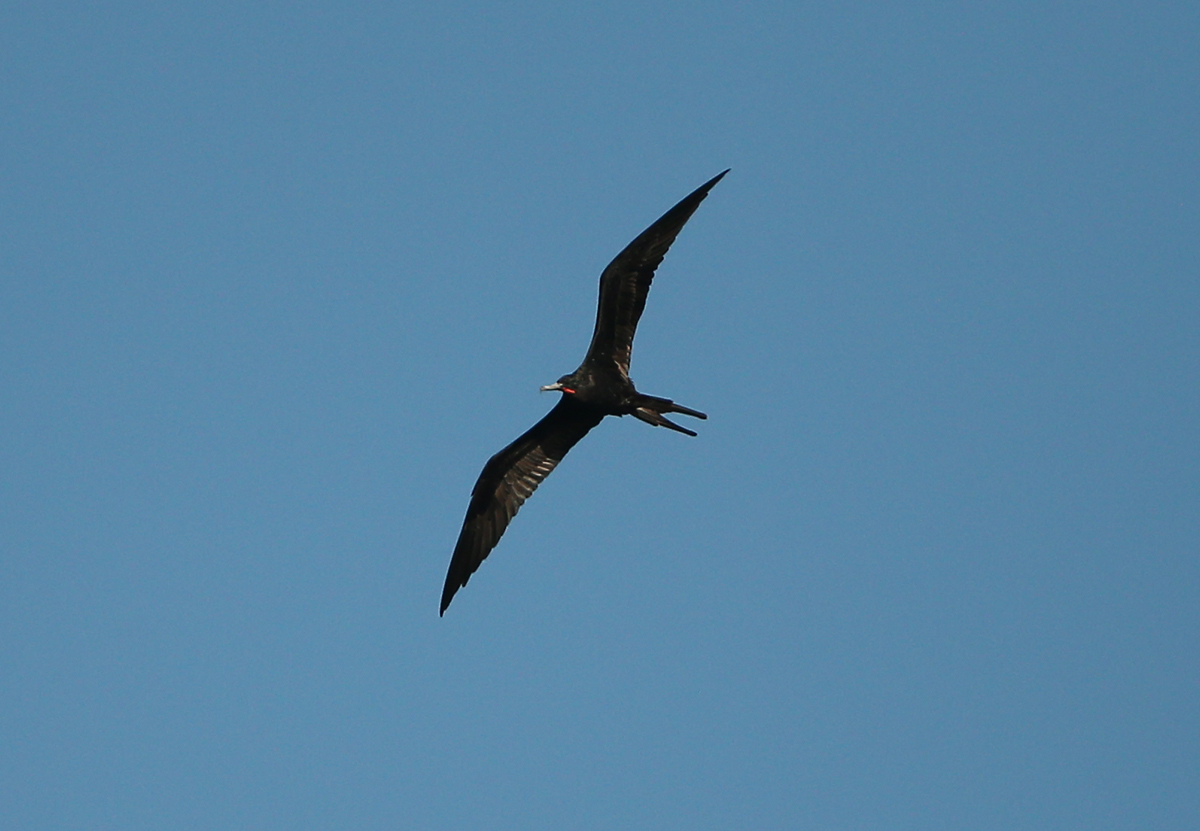 Magnificent Frigatebird