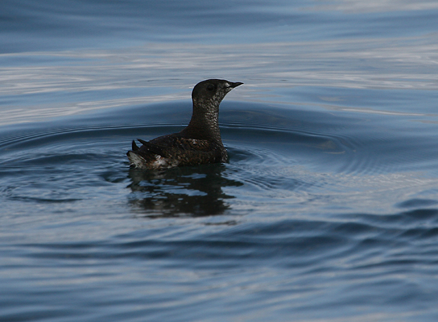 Marbled Murrelet