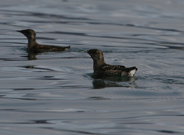 Marbled Murrelet