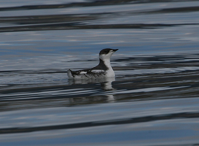 Marbled Murrelet
