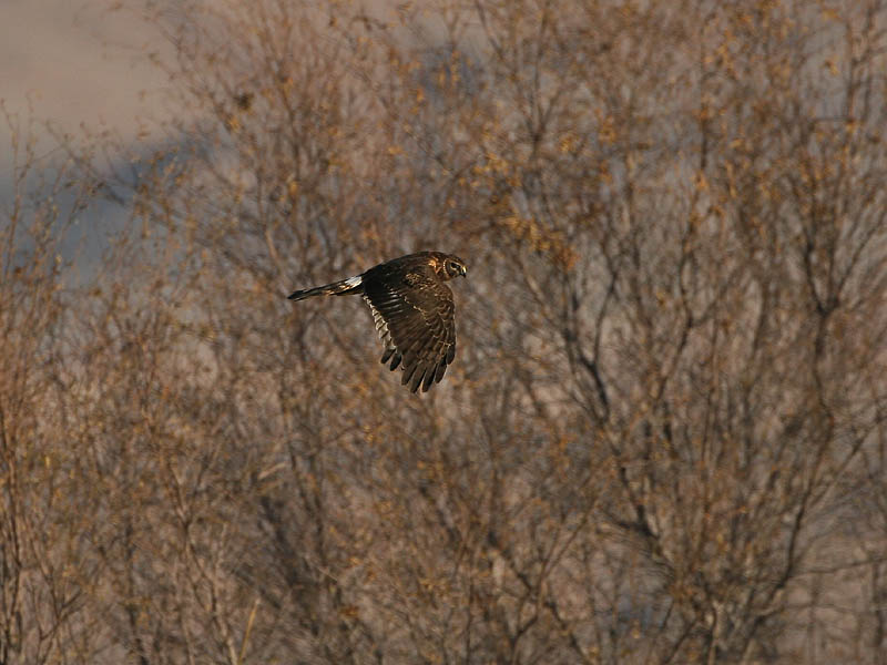 Northern Harrier