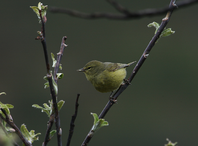 Orange-crowned Warbler