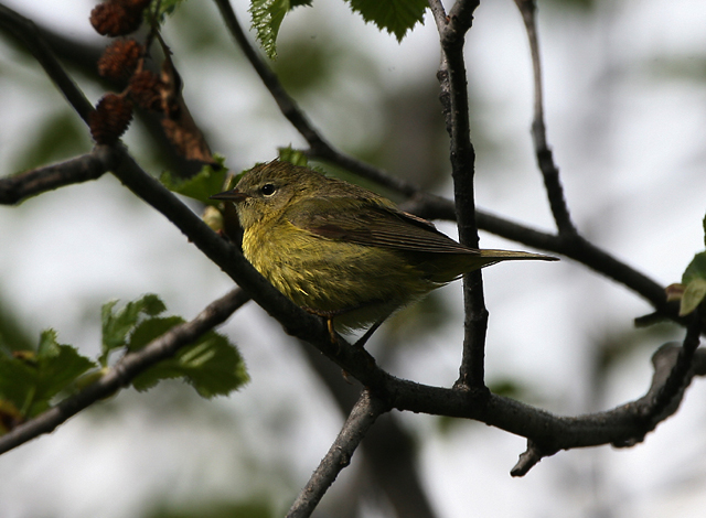 Orange-crowned Warbler