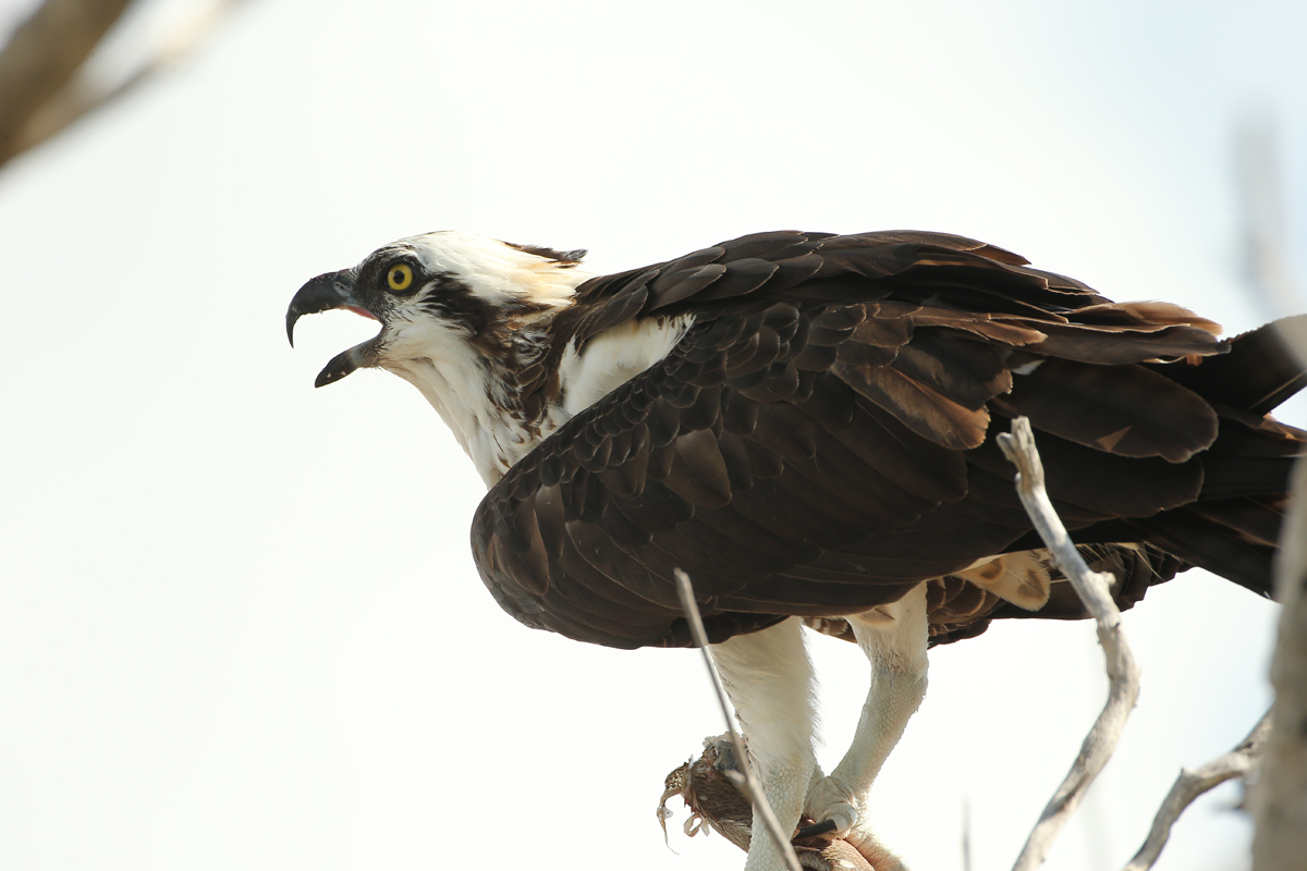 Osprey
