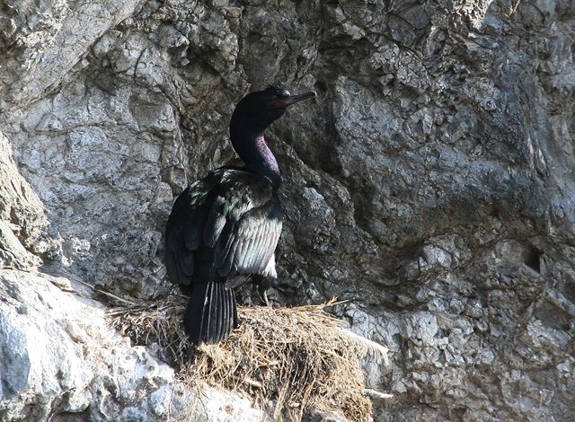 Pelagic Cormorant