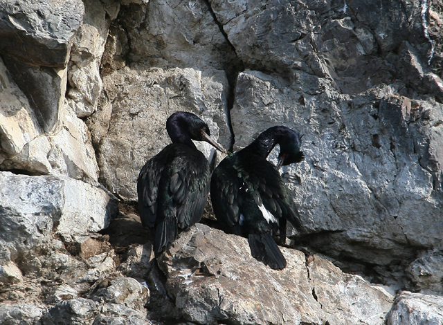 Pelagic Cormorant