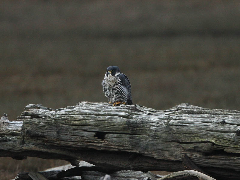 Peregrine Falcon