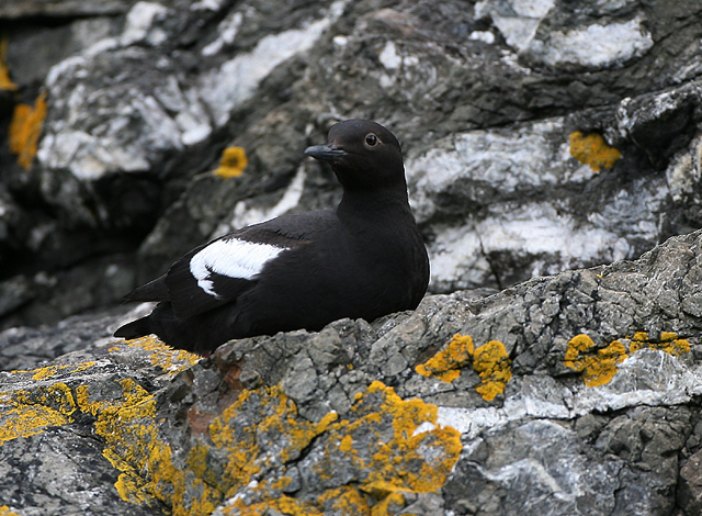Pigeon Guillemot