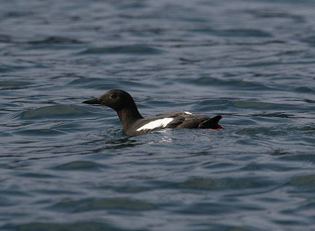 Pigeon Guillemot
