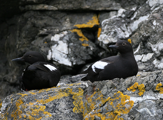 Pigeon Guillemot