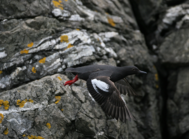 Pigeon Guillemot