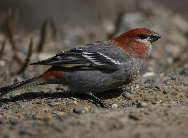 Pine Grosbeak