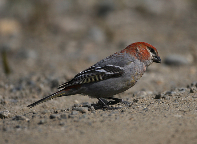 Pine Grosbeak