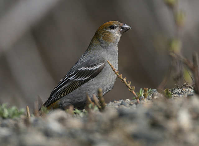 Pine Grosbeak
