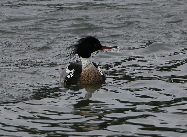 Red-breasted Merganser