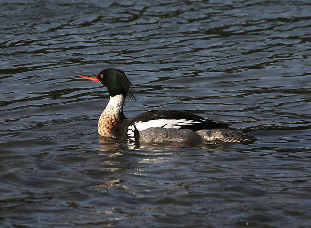 Red-breasted Merganser