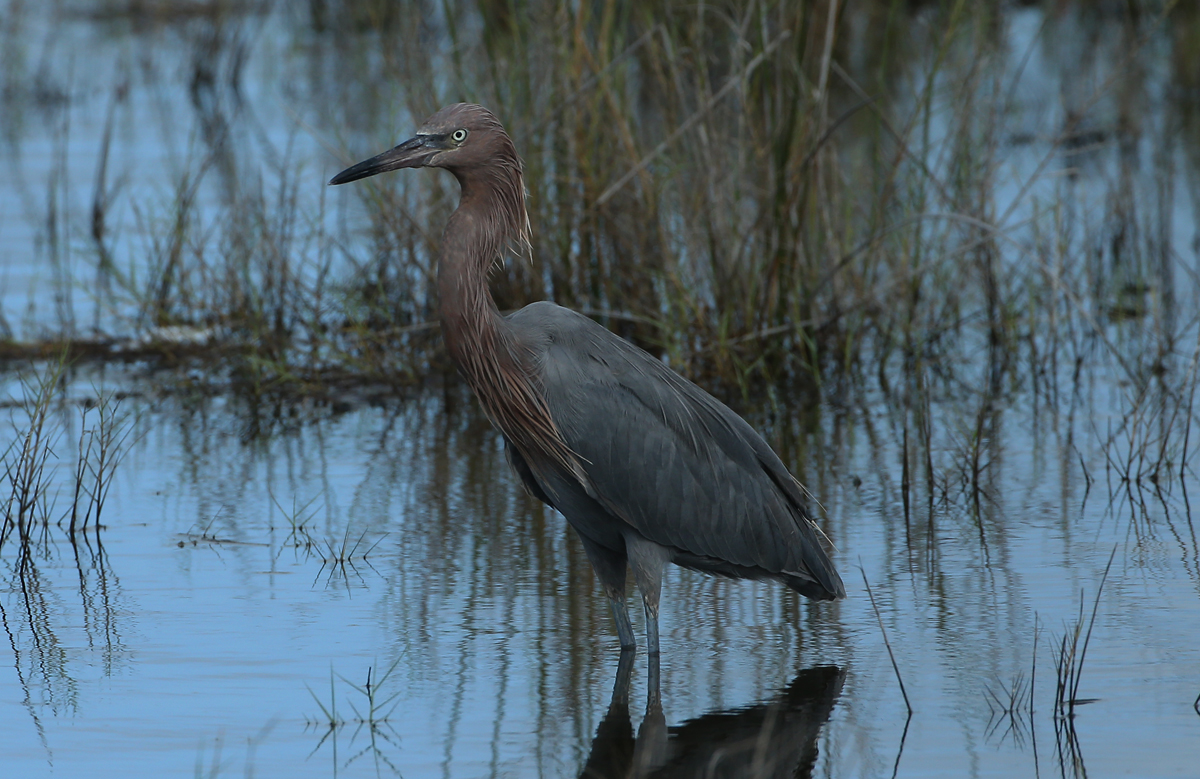 Reddish Egret