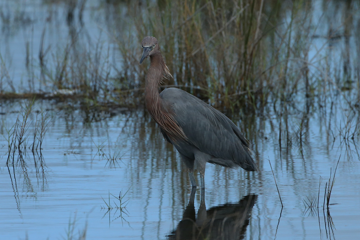 Reddish Egret