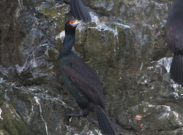Red-faced Cormorant