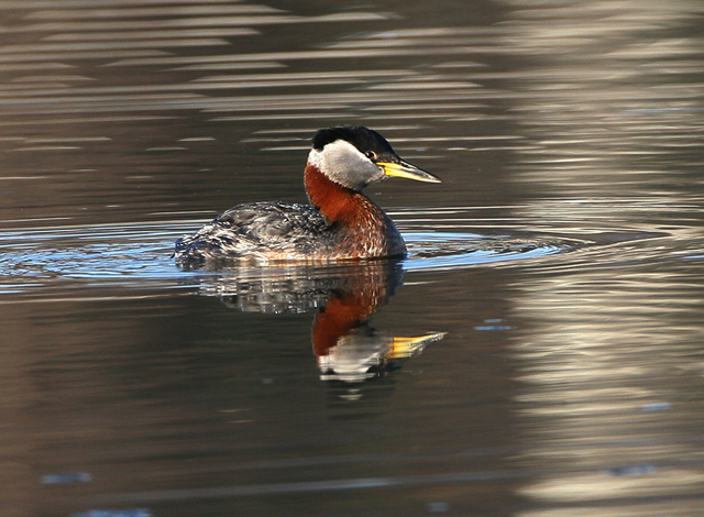 Red-necked Grebe
