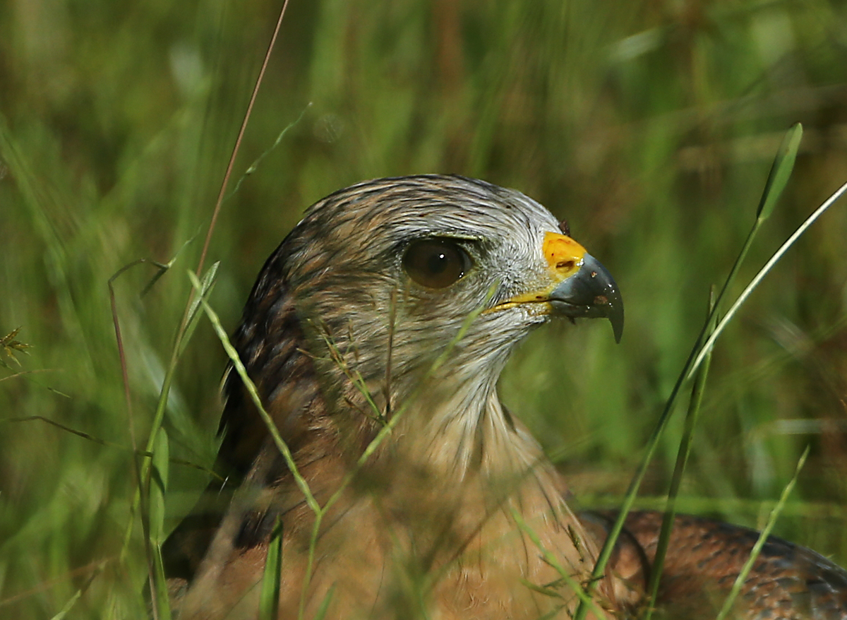Red-shouldered Hawk