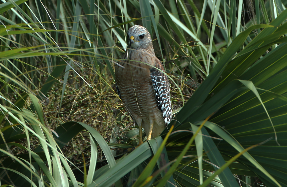 Red-shouldered Hawk