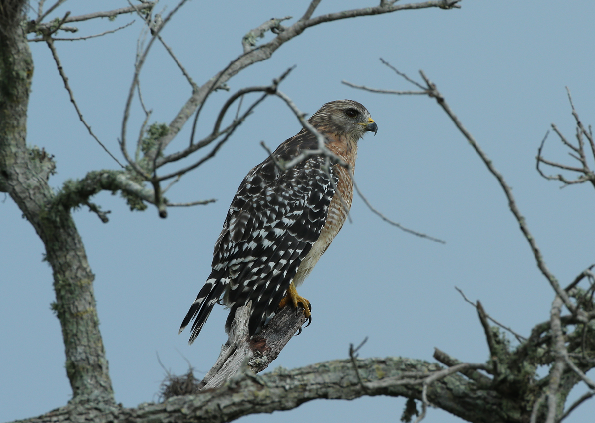 Red-shouldered Hawk