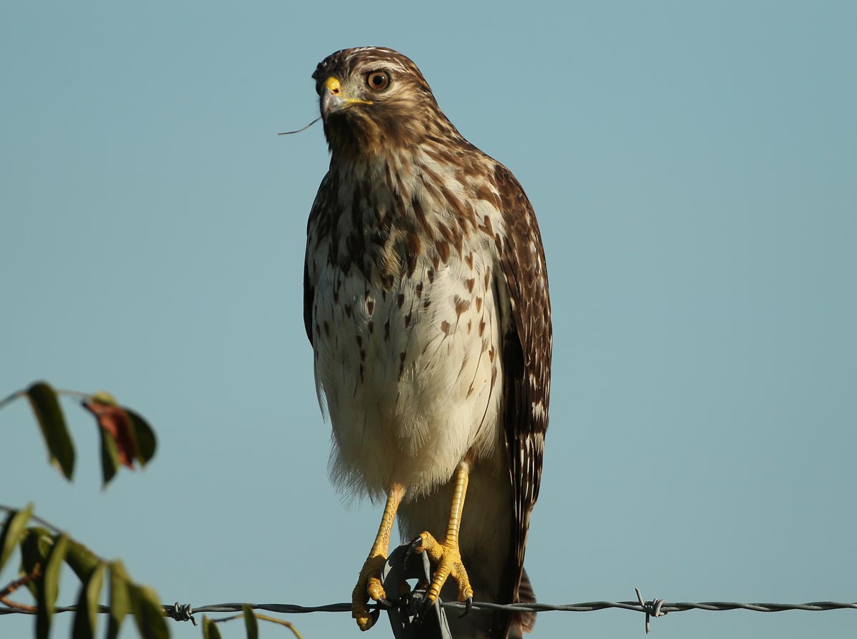 Red-shouldered Hawk