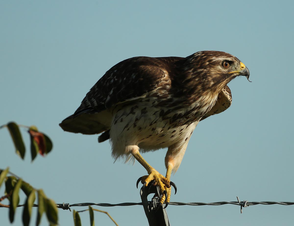 Red-shouldered Hawk