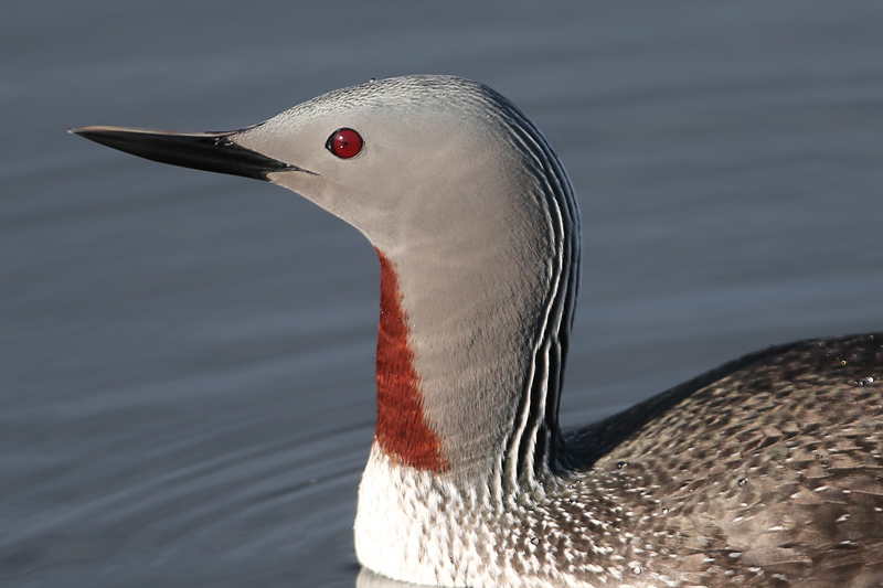 Red-throated Loon