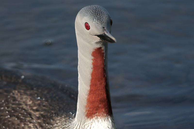 Red-throated Loon