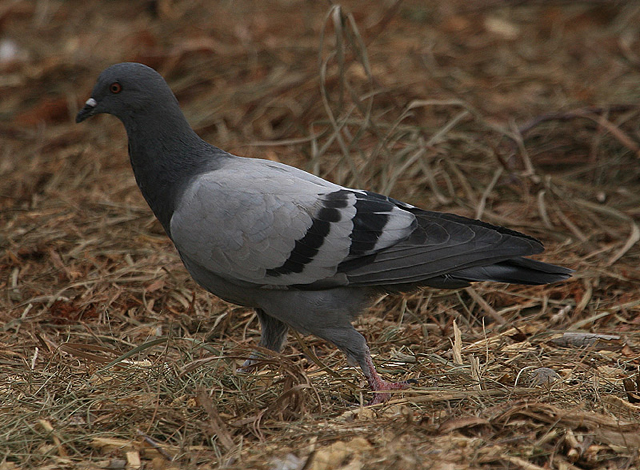 Rock Dove