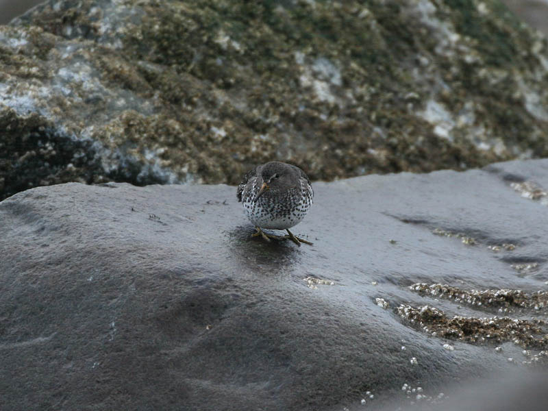Rock Sandpiper