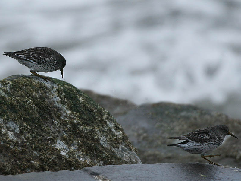 Rock Sandpiper