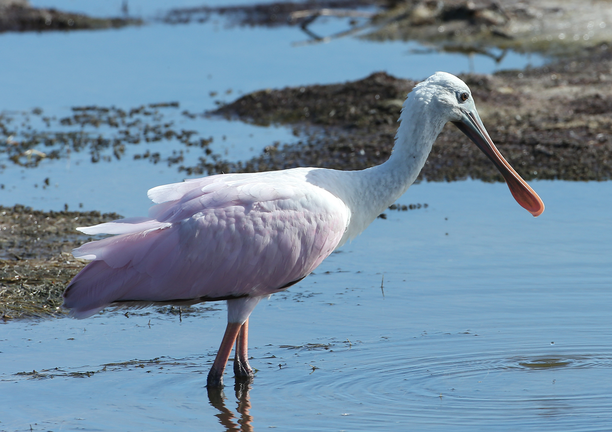 Roseate Spoonbill