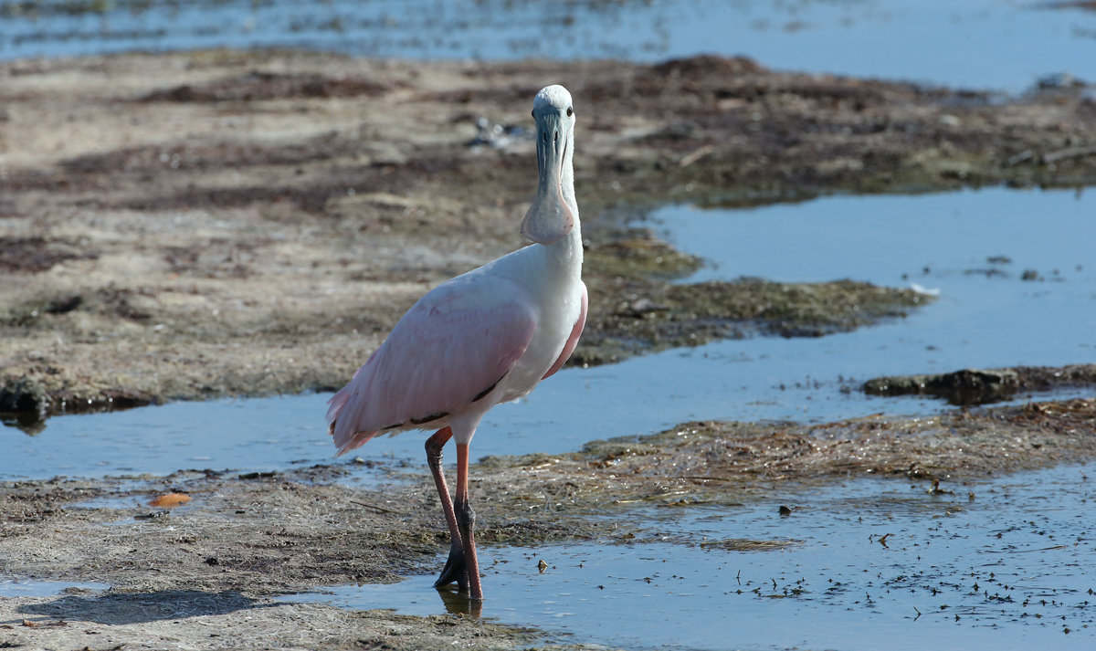 Roseate Spoonbill