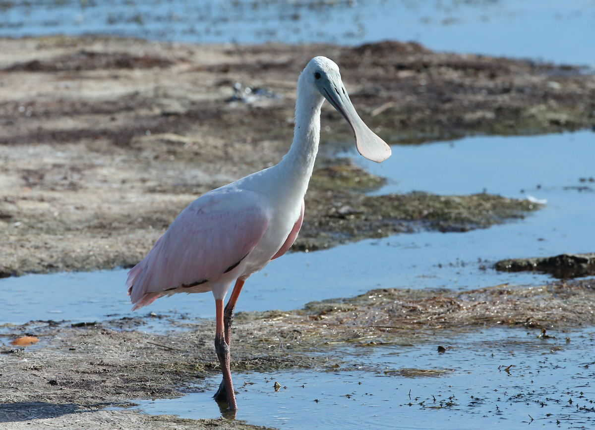 Roseate Spoonbill