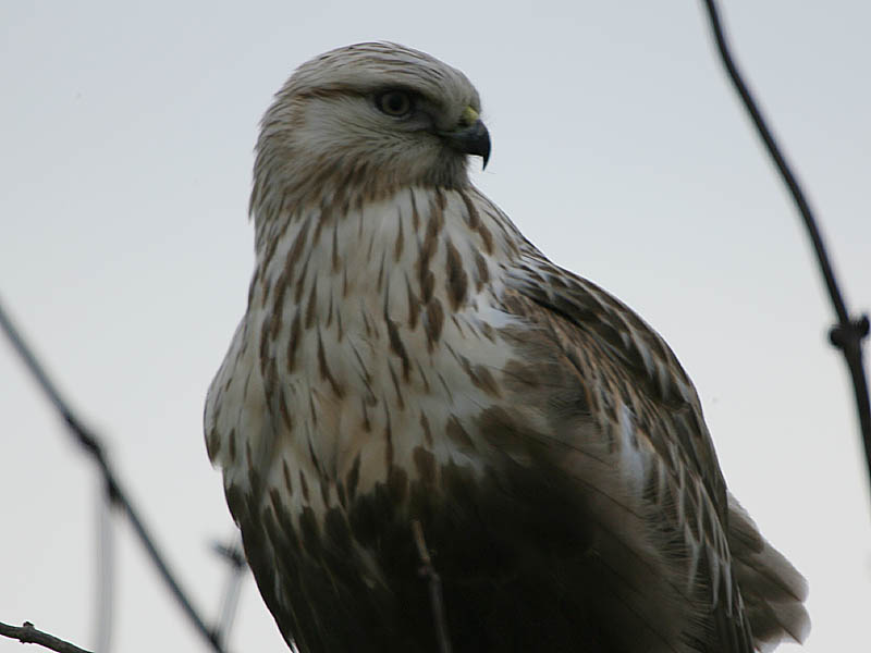 Rough-legged Hawk