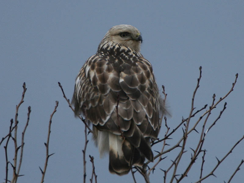 Rough-legged Hawk