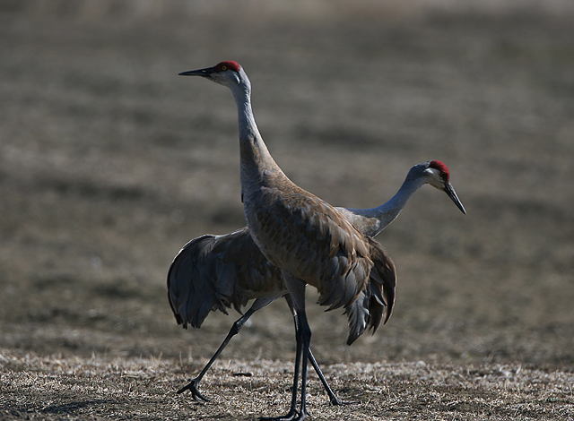 Sandhill Crane