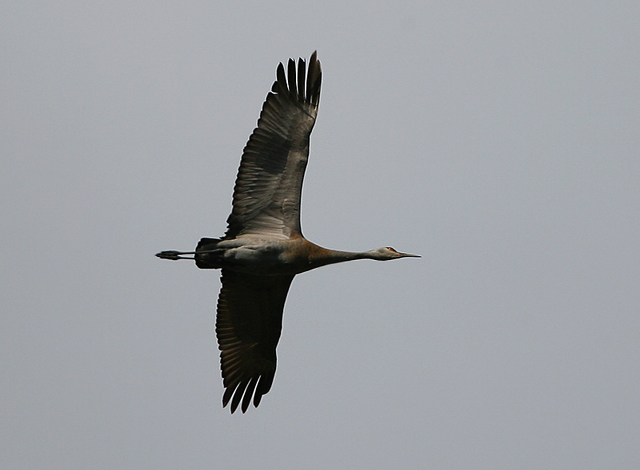Sandhill Crane