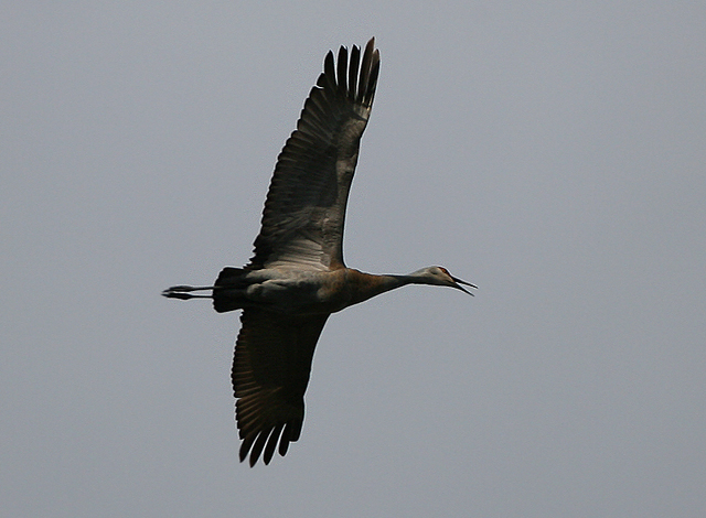 Sandhill Crane