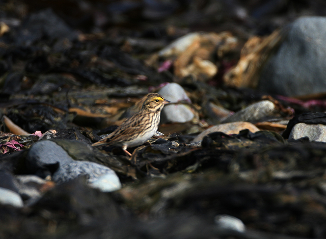 Savannah Sparrow