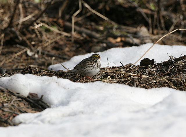 Savannah Sparrow