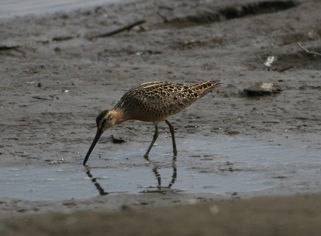 Short-billed Dowitcher