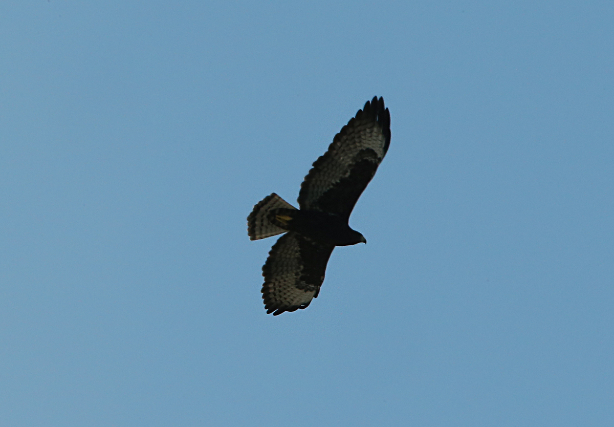 Short-tailed Hawk