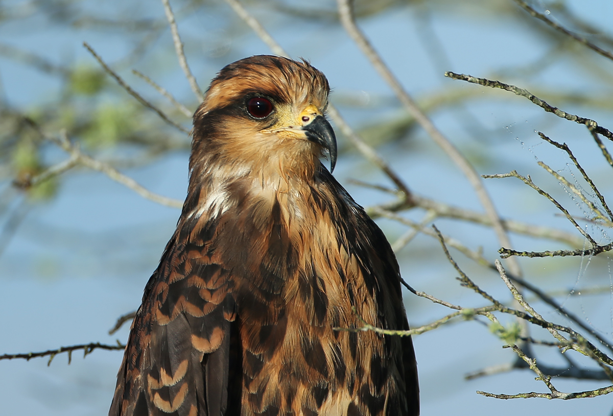 Snail Kite