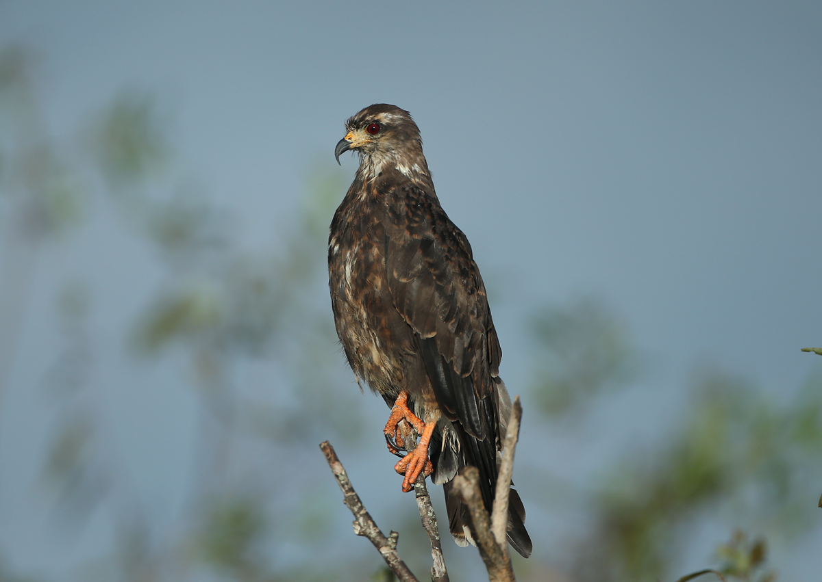 Snail Kite